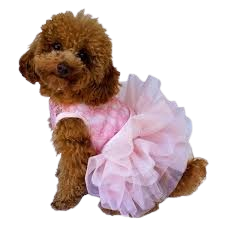 mobile dog grooming Sandton at home