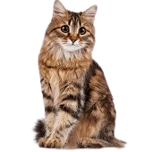 Cat Grooming Johannesburg