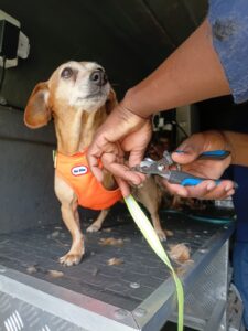 mobile dog grooming johannesburg