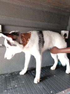 dog grooming Johannesburg
