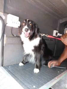 mobile dog grooming